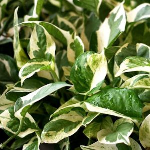 Cây giống cẩm thạch dây - CayGiongTot