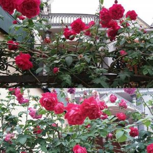 [Cây giống hoa] Hồng leo tường vy size chậu C8