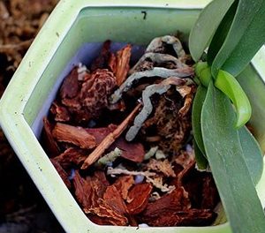 Vỏ thông đỏ xay vụn - Giá thể trồng lan chuyên dụng hàng đẹp