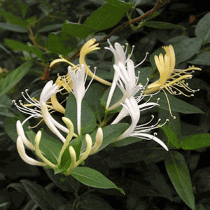 [Cây giống hoa] Kim Ngân Hoa (hoa chuyển màu, thân leo có hương thơm) - CayGiongTot