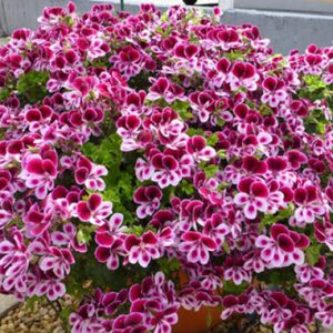 [Cây giống cấy mô] Combo 10 cây giống Hoa Phong Lữ Thảo Rũ màu hồng - hoa thơm quyến rũ và bền hoa tới 2 tuần