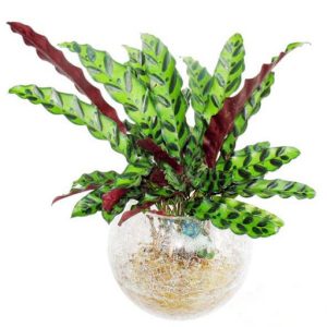 Cây giống Đuôi Công (lá dài) - CayGiongTot