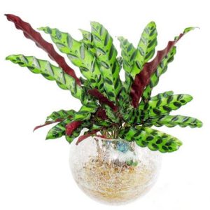 Cây giống Đuôi Công (lá dài) - CayGiongTot