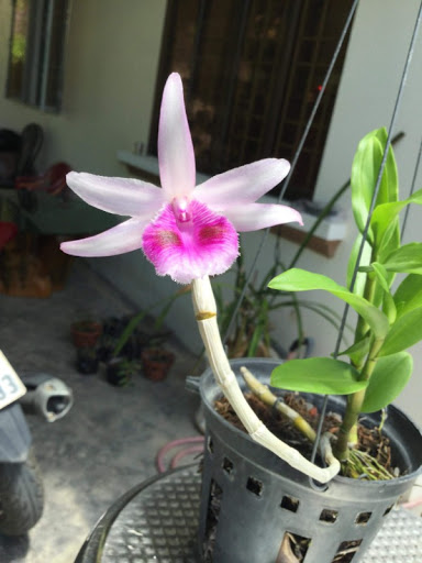 Chai mô Giả Hạc Chumoray - Gieo hạt 25 cây