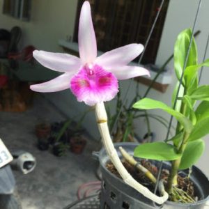 Chai mô Giả Hạc Chumoray - Gieo hạt 25 cây