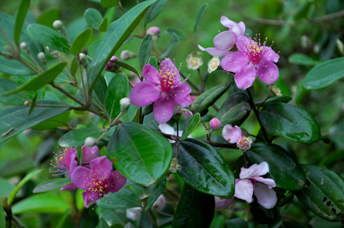 unnamed-e6470c32-b32b-47d1-be40-45543dcd6579-1 Chậu cây giống hoa Mua Thái (hoa sim Thái) cao 30-40cm đang hoa nhiều nụ - cây cho hoa Tím lịm quanh năm, cực dễ trồng