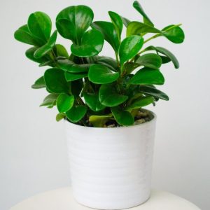 [Cây phong thủy] Trường sinh - CayGiongTot