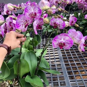 Cây Lan hồ điệp có sẵn 2 ngồng hoa - giao cây to như hình, hoa có màu ngẫu nhiên, không chọn màu