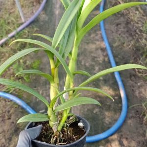 Chậu cây lan Dendro nắng xưa Uthai - giống nhập Thái - hoa cực thơm, bền tới 1 tháng