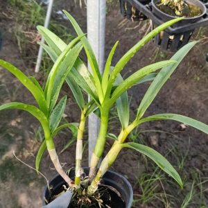 Chậu cây lan Dendro nắng xưa Uthai - giống nhập Thái - hoa cực thơm, bền tới 1 tháng