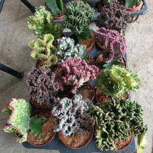 Cây giống xương rồng Vạn Lý Trường Thành đủ màu