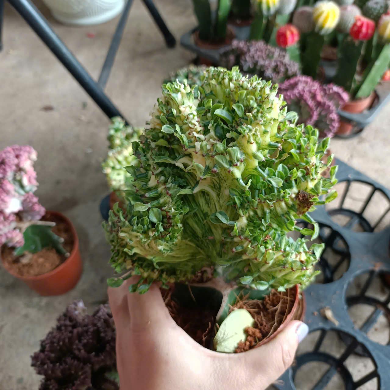 Cây giống xương rồng Vạn Lý Trường Thành đủ màu