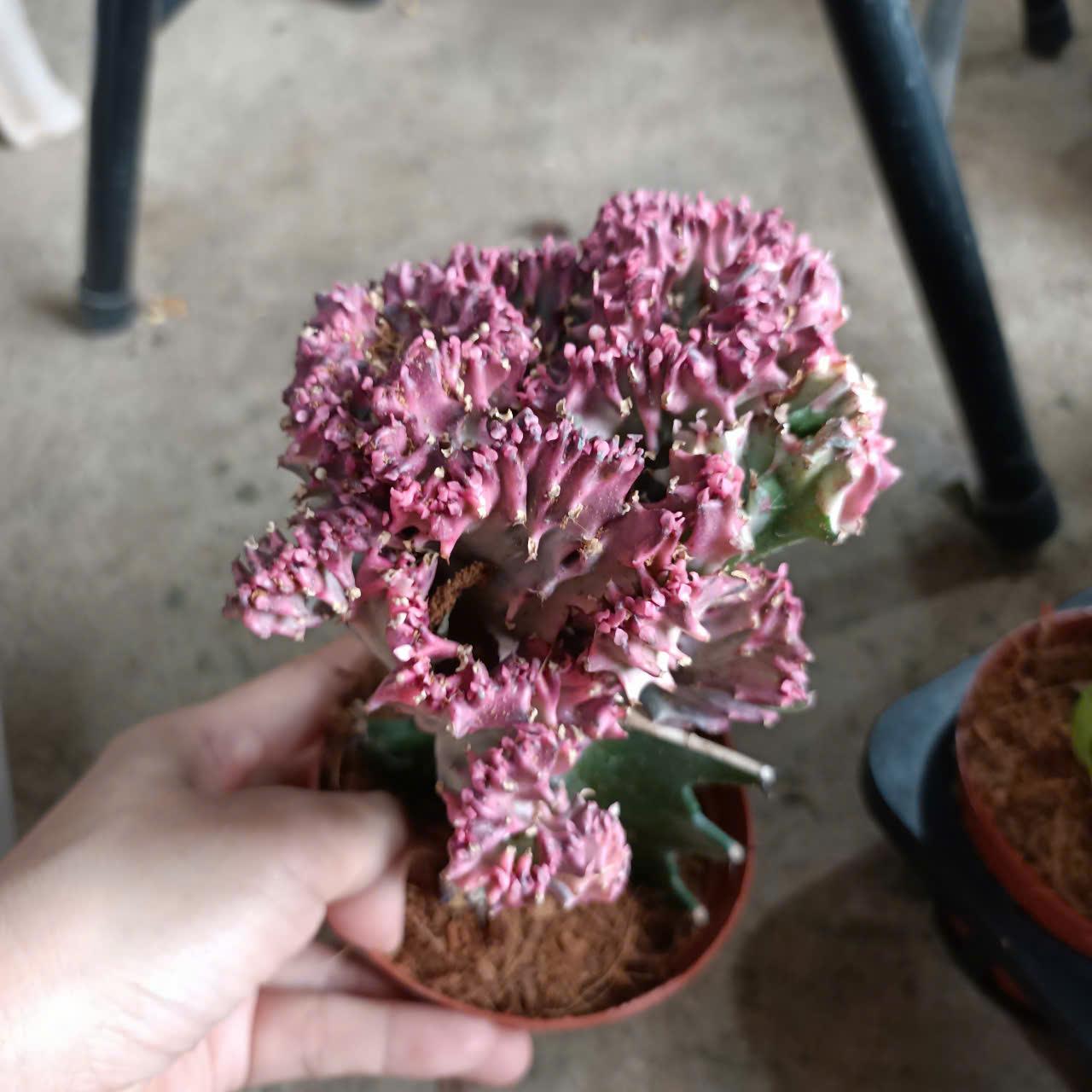 Cây giống xương rồng Vạn Lý Trường Thành đủ màu