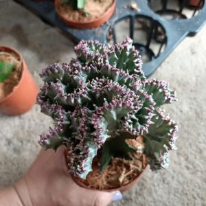 Cây giống xương rồng Vạn Lý Trường Thành đủ màu