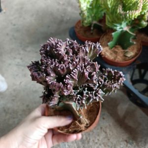 Cây giống xương rồng Vạn Lý Trường Thành đủ màu