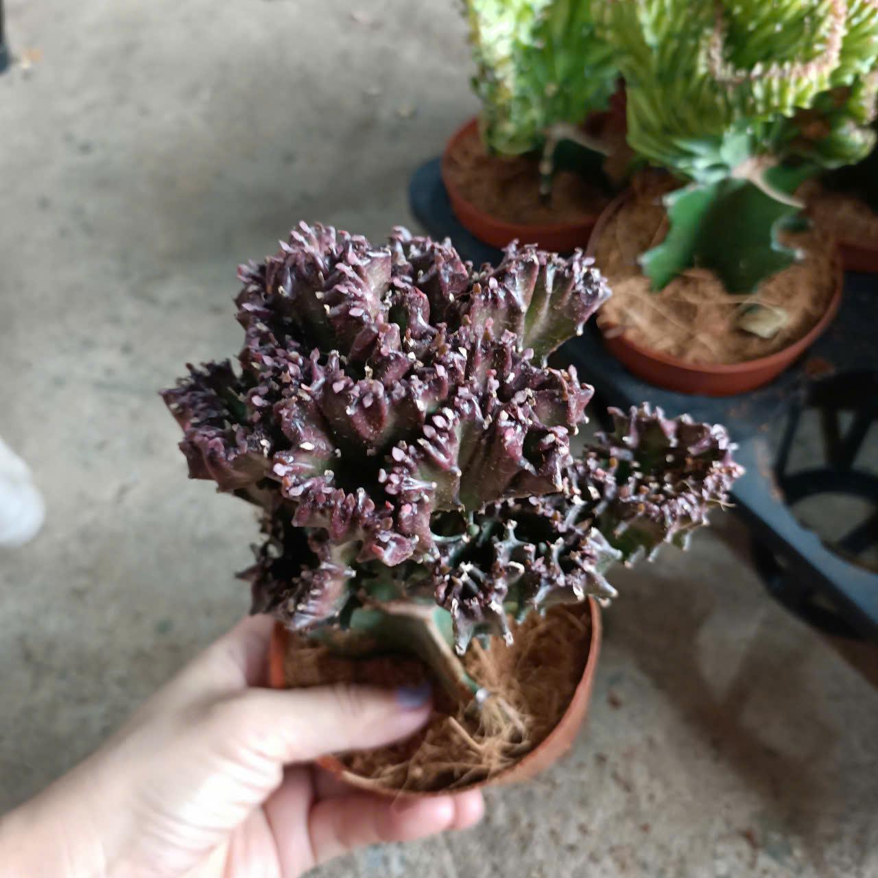 Cây giống xương rồng Vạn Lý Trường Thành đủ màu