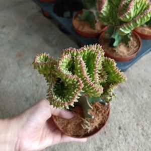 Cây giống xương rồng Vạn Lý Trường Thành đủ màu