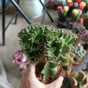 Cây giống xương rồng Vạn Lý Trường Thành đủ màu