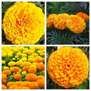 Bộ 3 gói Hạt giống hoa cúc vạn thọ mỹ - 200 hạt/gói _ tiki
