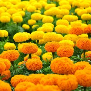 Bộ 3 gói Hạt giống hoa cúc vạn thọ mỹ - 200 hạt/gói _ tiki