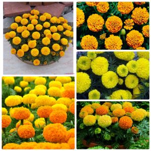 Bộ 3 gói Hạt giống hoa cúc vạn thọ mỹ - 200 hạt/gói _ tiki