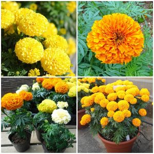 Bộ 3 gói Hạt giống hoa cúc vạn thọ mỹ - 200 hạt/gói _ tiki