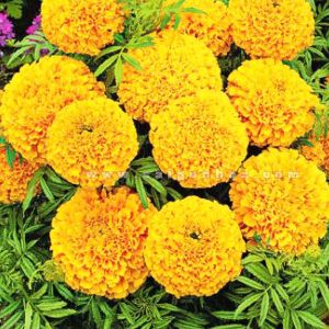 Bộ 3 gói Hạt giống hoa cúc vạn thọ mỹ - 200 hạt/gói _ tiki