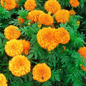 Bộ 3 gói Hạt giống hoa cúc vạn thọ mỹ - 200 hạt/gói _ tiki