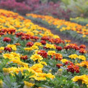 Gói 50 Hạt Giống Hoa Vạn Thọ Pháp Nhiều Màu - Nanuseeds