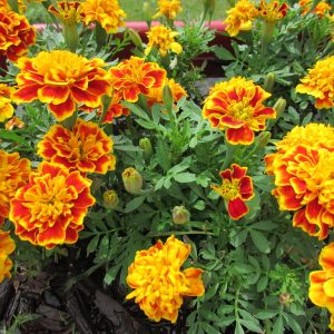 Gói 50 Hạt Giống Hoa Vạn Thọ Pháp Nhiều Màu - Nanuseeds