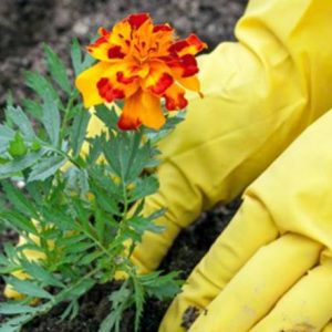 Gói 50 Hạt Giống Hoa Vạn Thọ Pháp Nhiều Màu - Nanuseeds