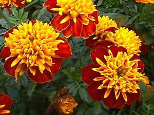 Gói 50  hạt giống hoa Cúc Vạn Thọ Pháp Kép Lùn 30cm Mâm Vàng