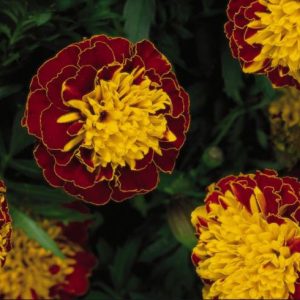 Gói 50 hạt giống hoa Cúc Vạn Thọ Pháp Kép Lùn 30cm Mâm Vàng