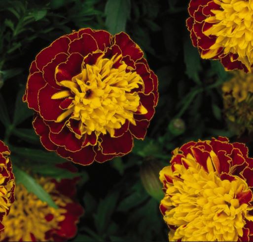 Gói 50 hạt giống hoa Cúc Vạn Thọ Pháp Kép Lùn 30cm Mâm Vàng