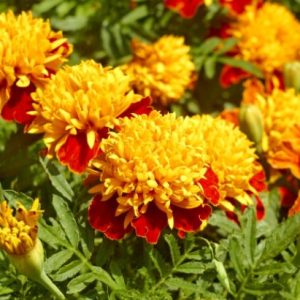 Gói 50 hạt giống hoa Cúc Vạn Thọ Pháp Kép Lùn 30cm Mâm Vàng