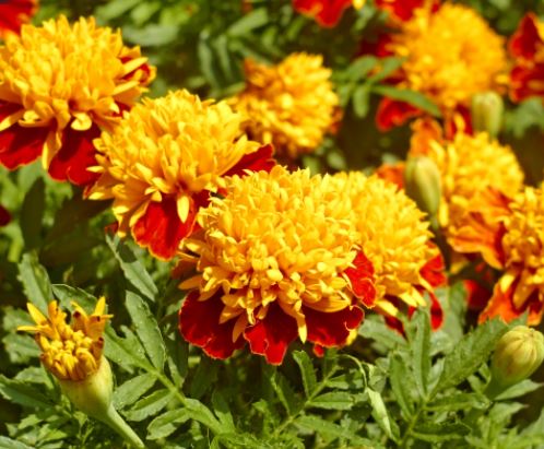 van-tho-phap-kep-lun-mam-vang Gói 50 hạt giống hoa Cúc Vạn Thọ Pháp Kép Lùn 30cm Mâm Vàng