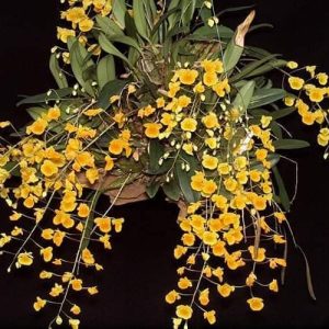 [Giống Quý Hiếm] Lan Rừng - Lan Vảy Rồng hàng đẹp, khóm to, hàng hiếm cho người yêu lan sưu tầm - Giao khóm cây chưa hoa như hình