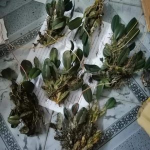 [Giống Quý Hiếm] Lan Rừng - Lan Vảy Rồng hàng đẹp, khóm to, hàng hiếm cho người yêu lan sưu tầm - Giao khóm cây chưa hoa như hình