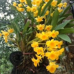 [Giống Quý Hiếm] Lan Rừng - Lan Vảy Rồng hàng đẹp, khóm to, hàng hiếm cho người yêu lan sưu tầm - Giao khóm cây chưa hoa như hình