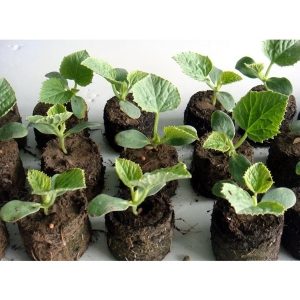 Gói 20 viên nén mùn dừa loại 1 chứa dưỡng chất vi sinh, chuyên dùng ươm hạt, chiết cành, lấy ngó dâu tây