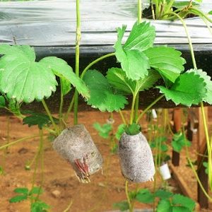 Hộp 100 viên nén mùn dừa loại 1 chứa dưỡng chất vi sinh, chuyên dùng ươm hạt, chiết cành, lấy ngó dâu tây