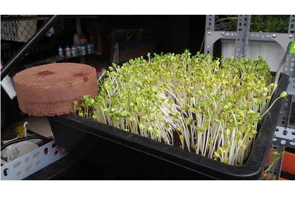 Giá thể mùn dừa nén viên