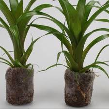 Giá thể mùn dừa nén viên