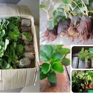 Giá thể mùn dừa nén viên