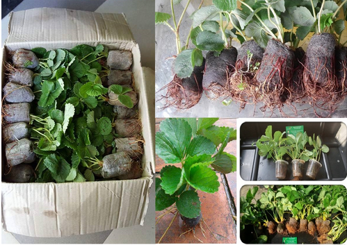 Giá thể mùn dừa nén viên