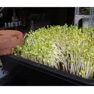 Thùng 24 viên nén Mụn dừa Phước Lộc-Tiền Giang _ Tiki