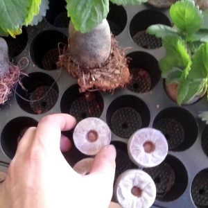 Thùng 900 viên nén ươm hạt