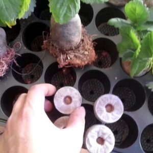 Thùng 900 viên nén ươm hạt