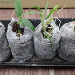 Thùng 900 viên nén ươm hạt