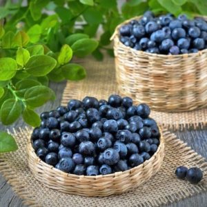 Gói 30  hạt giống Việt Quất